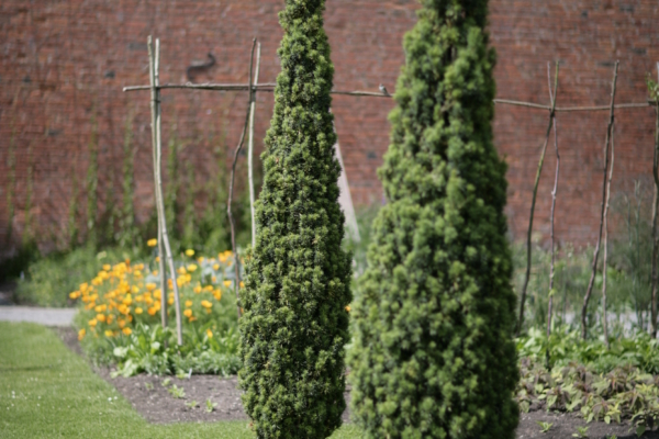 Tall, thin evergreen trees in a walled garden