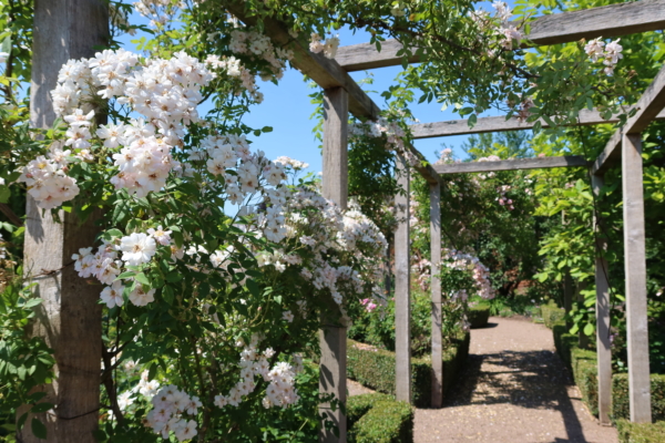 Light pink roses on pergola over path