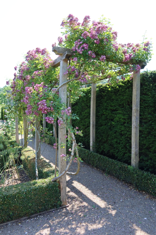 Rose garden over pergola