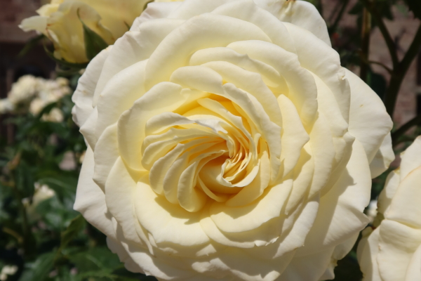 Yellow and cream roses