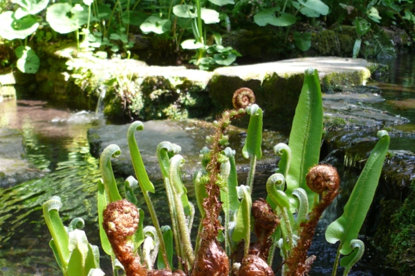 Unfurling ferns in front of stepping stones