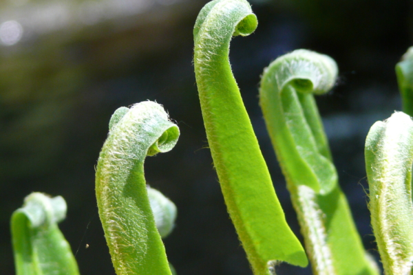 Close up of unfurling ferns