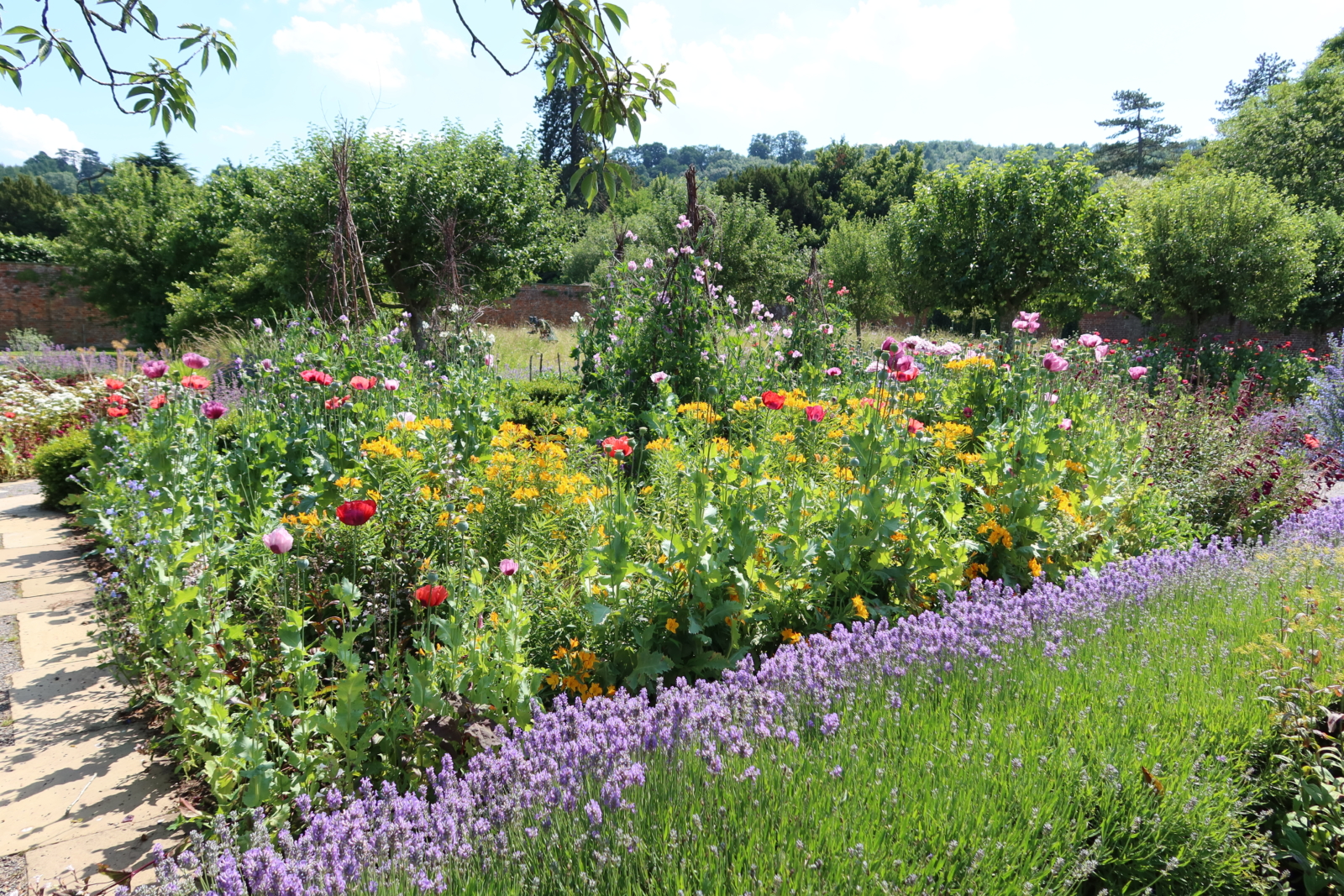 Flower beds with sweetpas & poppies