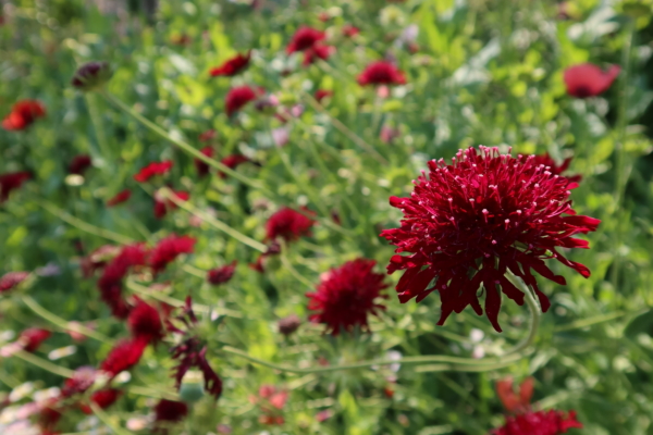 Dark red flower in greenery