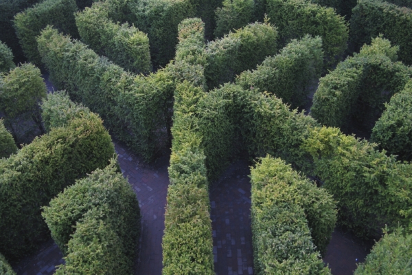 A maze of yew hedges