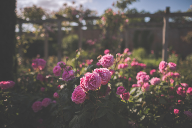 Pink Roses in the Rose Garden