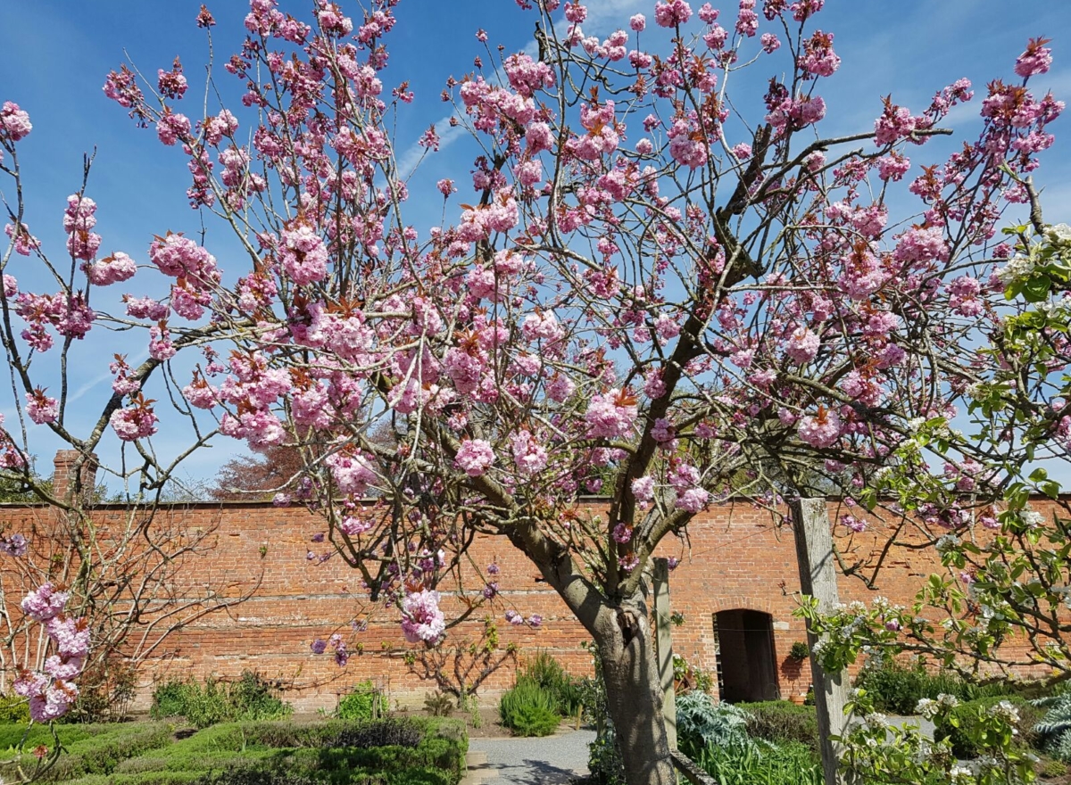 Tree with gorgeous pink blossoms