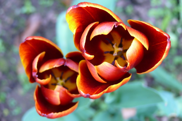Orange and red tulips