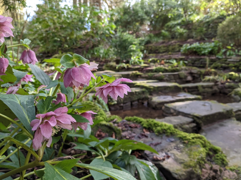 Pink flowers in front of stepping stones