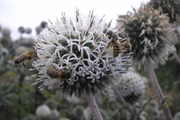 Globe thistle with bees and wasps