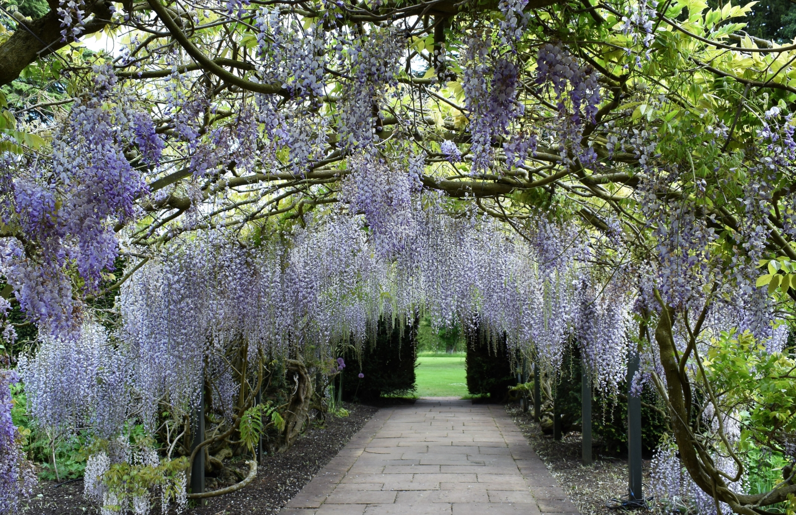 central path with wisteria arch over the top