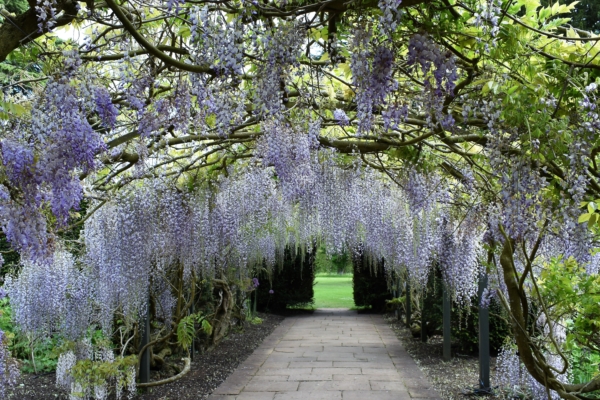 central path with wisteria arch over the top
