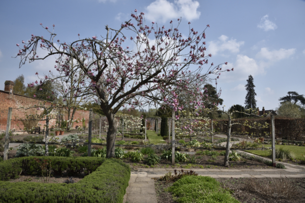 A tree, full of pink blossom, in front of a series of garden beds